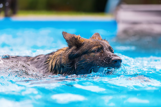 Old German Shepherd swims in a swimming pool
