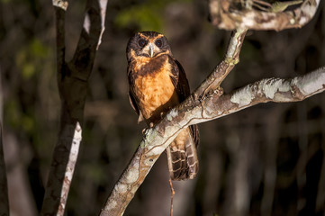 Murucututu-de-barriga-amarela (Pulsatrix koeniswaldiana) | Tawny-browed Owl  fotografado em Linhares, Espírito Santo -  Sudeste do Brasil. Bioma Mata Atlântica.