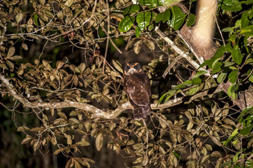 Murucututu-de-barriga-amarela (Pulsatrix koeniswaldiana) | Tawny-browed Owl  fotografado em Linhares, Espírito Santo -  Sudeste do Brasil. Bioma Mata Atlântica.