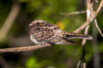Bacurau (Hydropsalis albicollis) | Pauraque  fotografado em Linhares, Espírito Santo -  Sudeste do Brasil. Bioma Mata Atlântica.