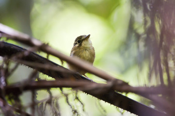 Patinho (Platyrinchus mystaceus) | White-throated Spadebill fotografado em Santa Teresa, Espírito Santo -  Sudeste do Brasil. Bioma Mata Atlântica.
