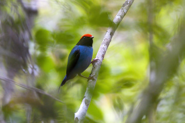 Tangará (Chiroxiphia caudata) | Swallow-tailed Manakin fotografado em Santa Teresa, Espírito...