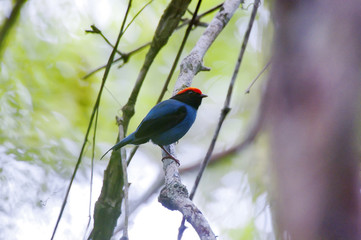Tangará (Chiroxiphia caudata) | Swallow-tailed Manakin fotografado em Santa Teresa, Espírito...