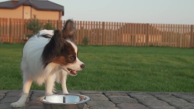 Papillon Continental Toy Spaniel puppy eats dry food on country plot slow motion stock footage video