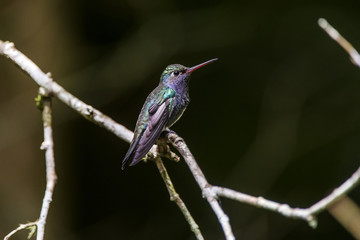 Beija-flor-de-peito-azul (Amazilia lactea) | Sapphire-spangled Emerald fotografado em Santa Teresa, Espírito Santo -  Sudeste do Brasil. Bioma Mata Atlântica.