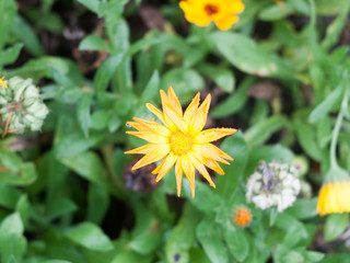 spiked marigold plant yellow summer wet rain water garden