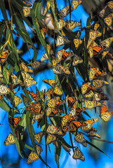 Migrating Monarch Butterflies