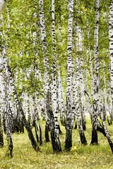 birch forest summer landscape