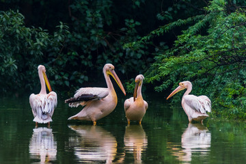 Migratory bird Rosy Pelican at National Zoological Park, New Delhi