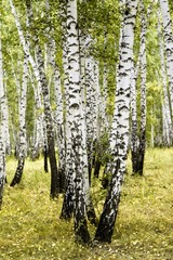 Naklejka premium brzozowy las letni krajobraz