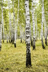 Naklejka premium birch forest summer landscape