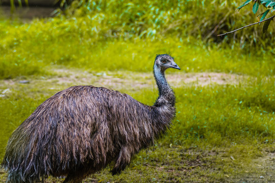 Flightless bird Emu standing and looking