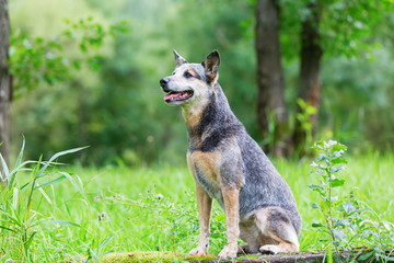 portrait of an Australian cattledog