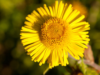 summer yellow colt's foot Tussilago farfara one close