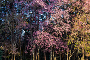 Beautiful Wild Himalayan Cherry blossom in Khun Mae Ya, Chiang Mai, Thailand