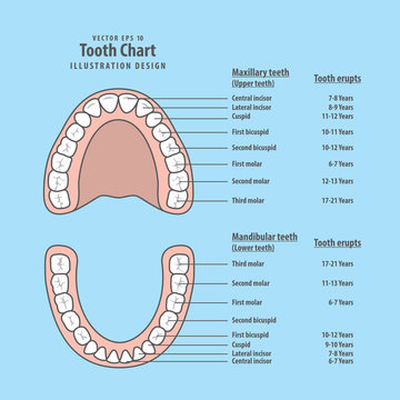 Tooth chart with tooth erupts illustration vector on blue background. Dental concept.