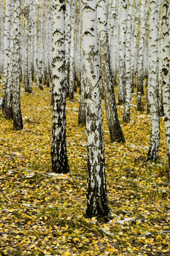 Yellow Birch Forest, Late Autumn