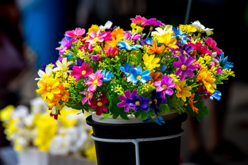 Colorful Flower in the Black pot 