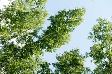 Birch forest in summer view from below into the sky