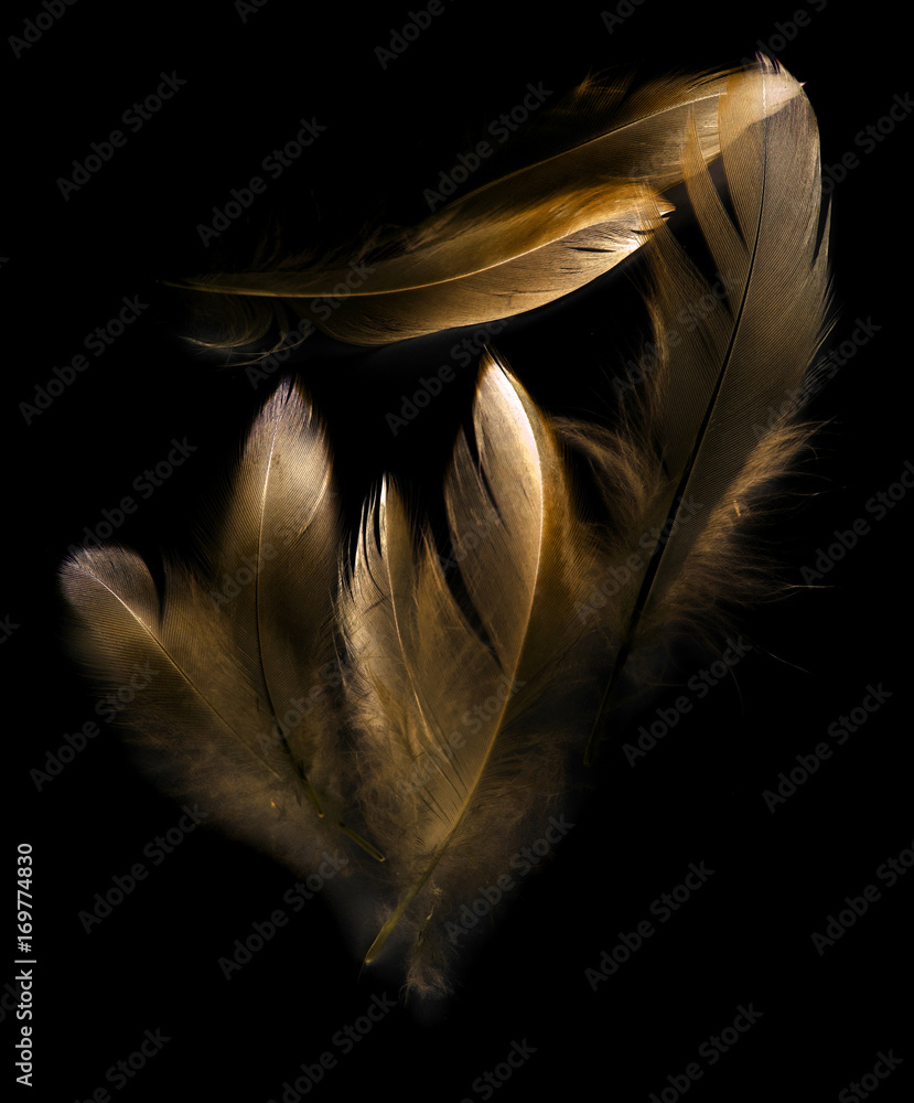 Wall mural bird feather on black background