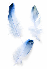 bird feather on white background