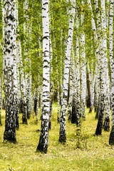 Fototapety  letni krajobraz lasu brzozowego