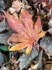 Autumn leaves cover the ground in color