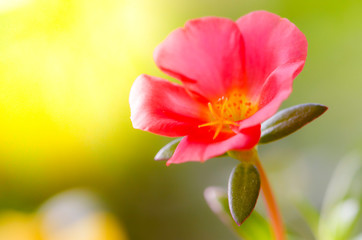 Fototapeta premium Pink flowers in the garden