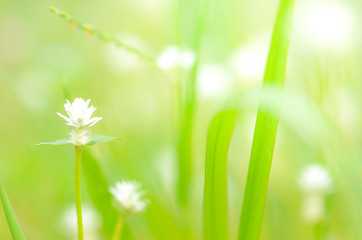 white Grass flower on ground,nature background,macro background,select focus