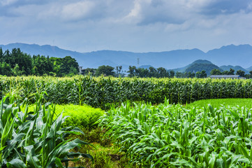 The countryside and mountains scenery in summer 