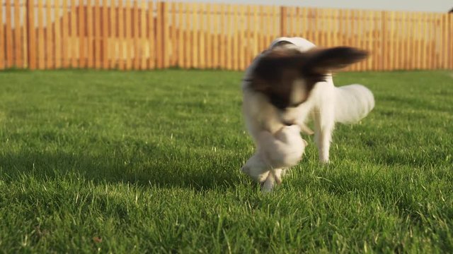 Papillon Continental Toy Spaniel puppy playing with plush mouse on a green lawn stock footage video