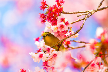 The Japanese White-eye.The background is cherry blossoms. Located in Tokyo Prefecture Japan.