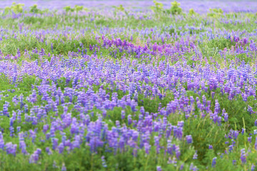 Obraz premium Iceland Summer Landscape