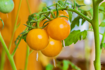 Fresh small yellow cherry tomatoes on a bush with green leaves closeup