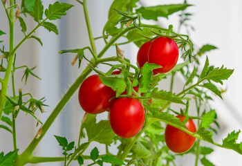 Fresh red tomato small oval shape on a bush with green leaves  closeup