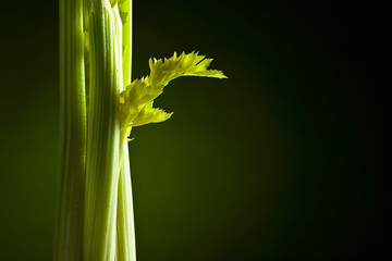 Fresh celery sticks