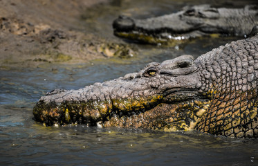 Big Crocodile