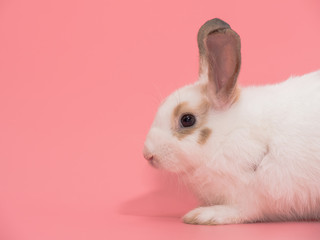 Little Holland Lop white rabbit with corn on pink background