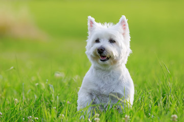 portrait of a West Highland Terrier