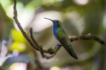 Beija-flor-de-orelha-violeta (Colibri serrirostris) | White-vented Violetear fotografado em Santa Teresa, Espírito Santo -  Sudeste do Brasil. Bioma Mata Atlântica.