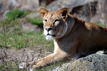 Löwin