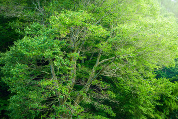 欅の巨樹、日本の宗教的な樹木。
