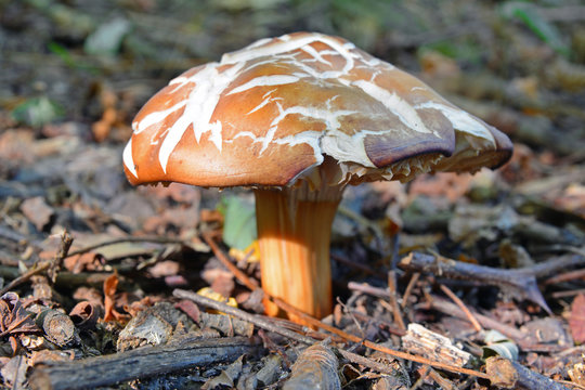 gymnopus fusipes mushrooms