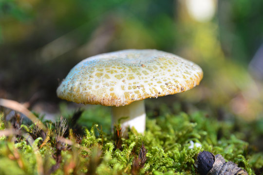   russula virescens mushroom