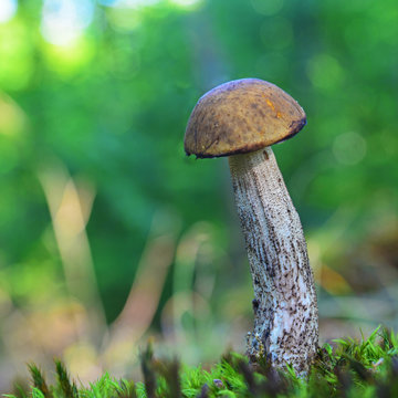Leccinum pseudoscabrum mushroom