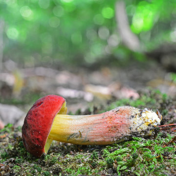 hortiboletus rubellus mushroom