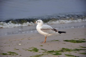 Lachmöwe