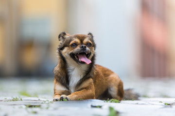portrait of a pekinese-chihuahua hybrid dog