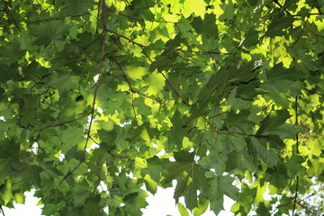 Leaves and branches of tree against the sky and sun