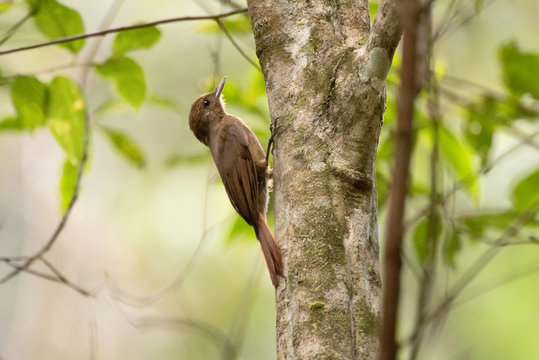 Arapaçu-liso (Dendrocincla turdina) | Plain-winged Woodcreeper fotografado em Santa Teresa, Espírito Santo -  Sudeste do Brasil. Bioma Mata Atlântica.